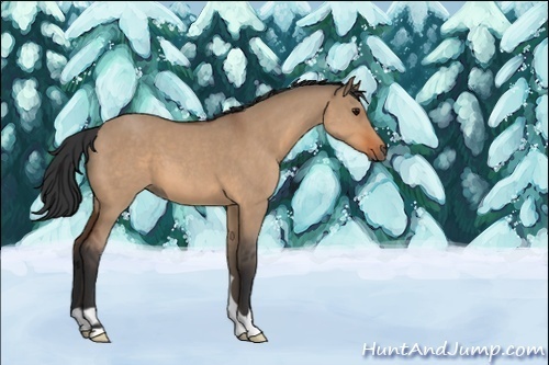 Horse Color:Unknown 