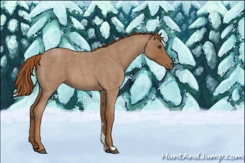 Horse Color:Unknown 