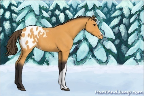 Horse Color:Unknown 