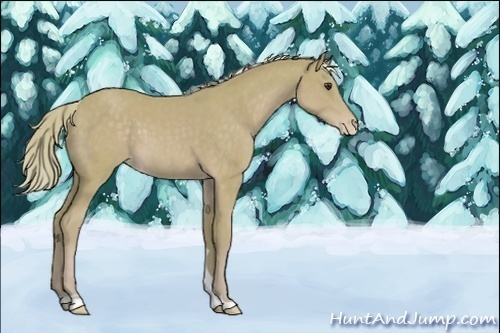 Horse Color:Unknown 