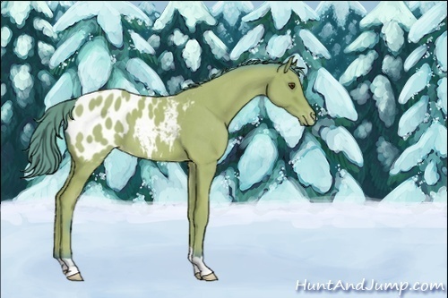 Horse Color:Unknown 