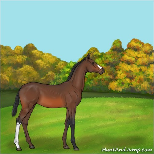 Horse Color:Unknown 