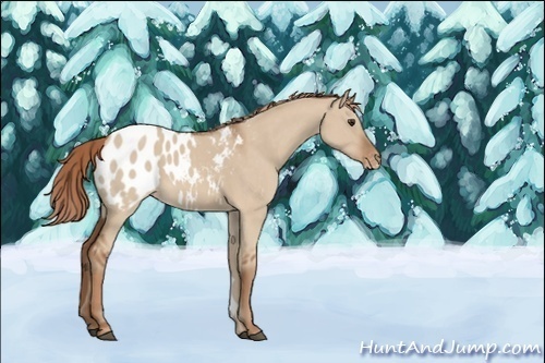 Horse Color:Unknown 