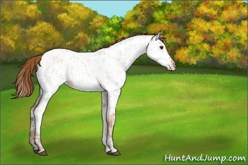 Horse Color:Unknown 
