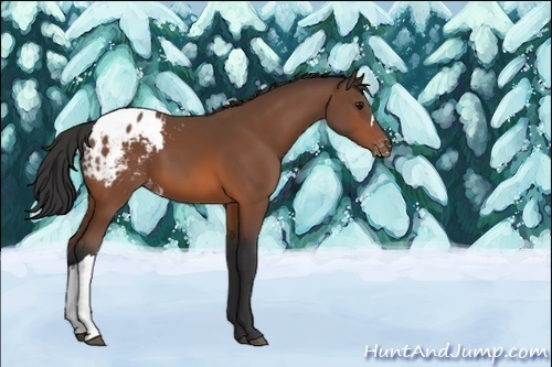 Horse Color:Unknown 