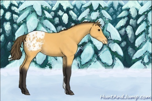 Horse Color:Unknown 