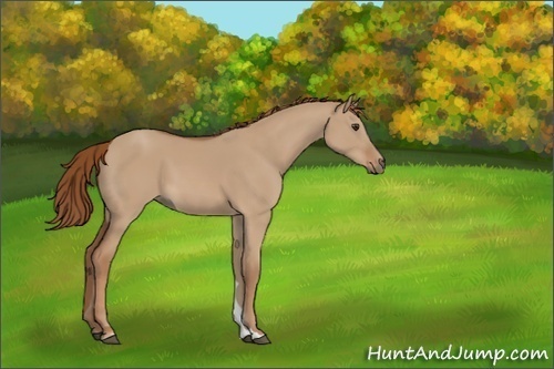 Horse Color:Unknown 
