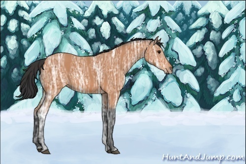 Horse Color:Unknown 