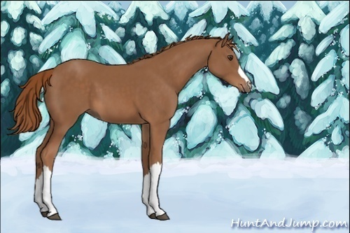 Horse Color:Unknown 