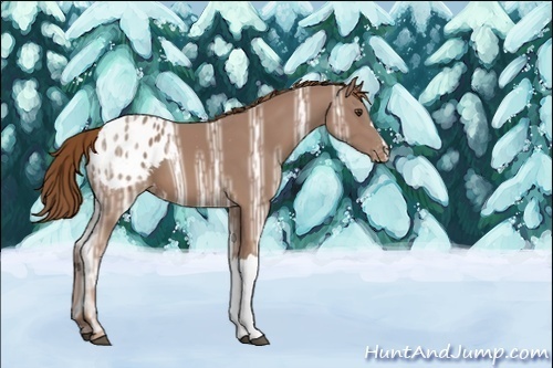 Horse Color:Unknown 