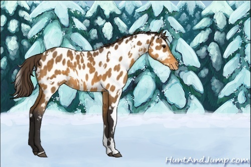 Horse Color:Unknown 
