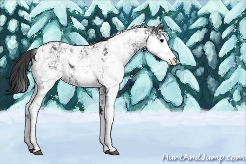 Horse Color:Unknown 