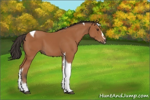 Horse Color:Unknown 