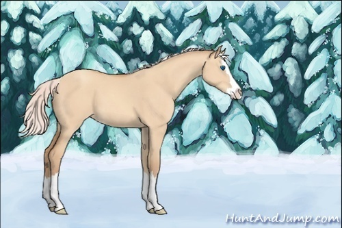 Horse Color:Unknown 