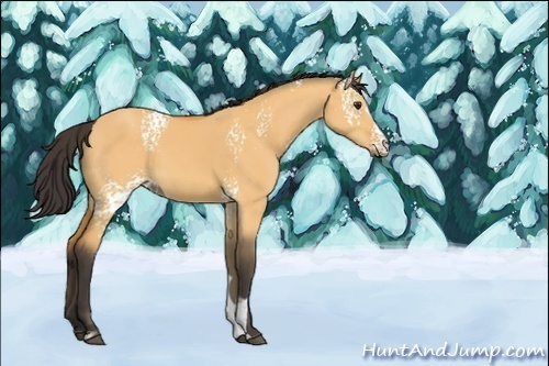 Horse Color:Unknown 
