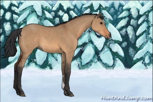 Horse Color:Unknown 