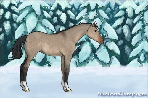 Horse Color:Unknown 