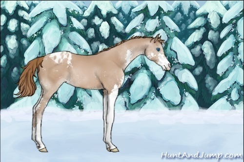 Horse Color:Unknown 