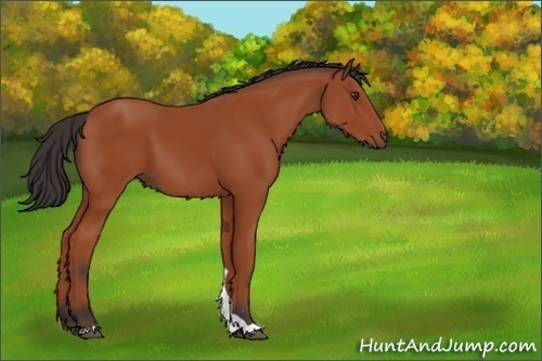 Horse Color:Unknown 
