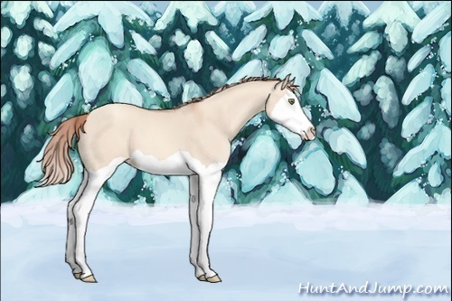 Horse Color:Unknown 