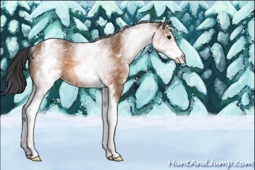 Horse Color:Unknown 