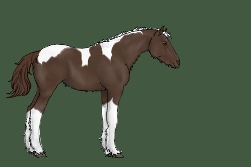 Horse Color:Unknown 