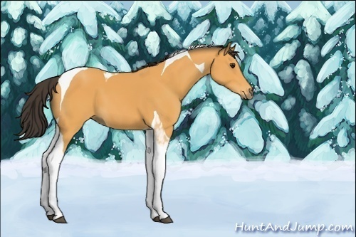 Horse Color:Unknown 