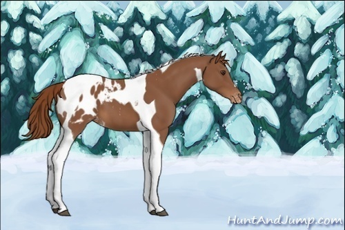 Horse Color:Unknown 