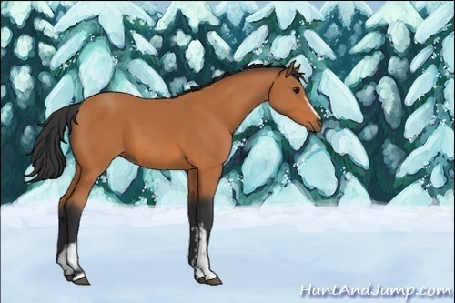 Horse Color:Unknown 