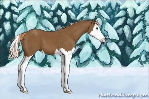 Horse Color:Unknown 