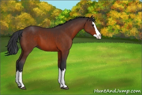 Horse Color:Unknown 