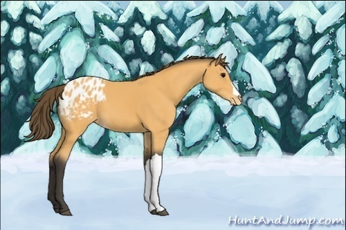 Horse Color:Unknown 
