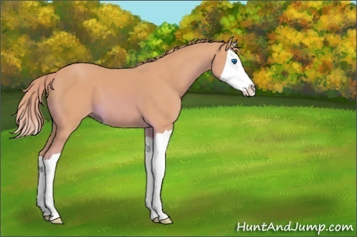 Horse Color:Unknown 