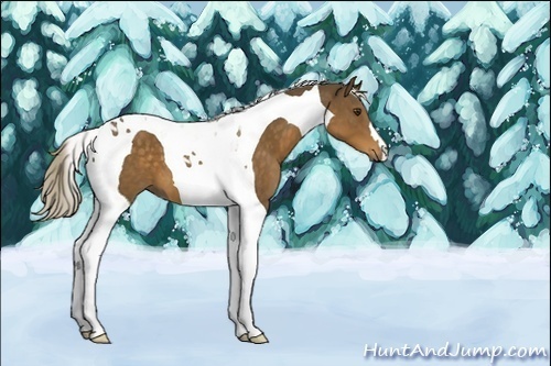 Horse Color:Unknown 