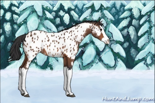 Horse Color:Unknown 