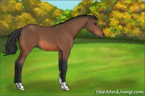 Horse Color:Unknown 