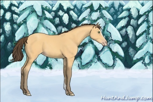 Horse Color:Unknown 