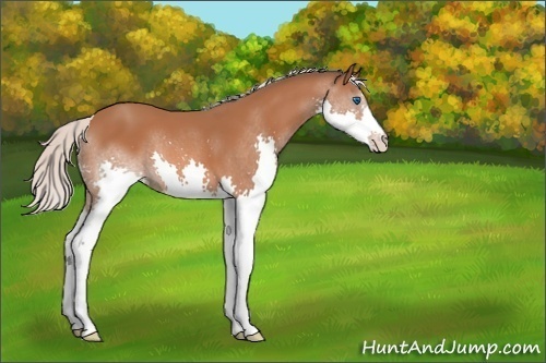 Horse Color:Unknown 