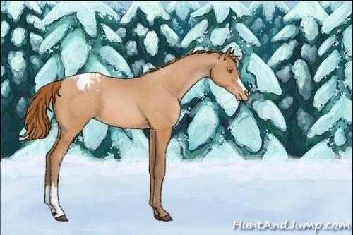 Horse Color:Unknown 