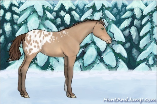 Horse Color:Unknown 