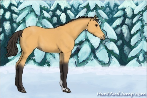 Horse Color:Unknown 