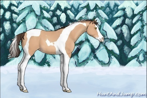 Horse Color:Unknown 
