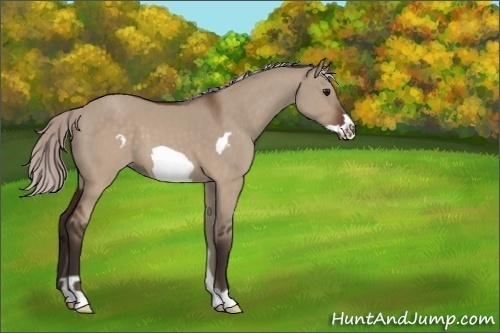 Horse Color:Unknown 