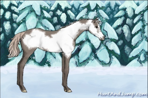 Horse Color:Unknown 