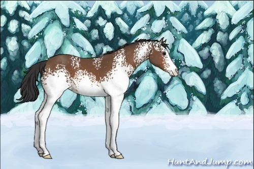 Horse Color:Unknown 
