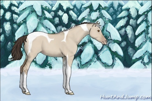 Horse Color:Unknown 