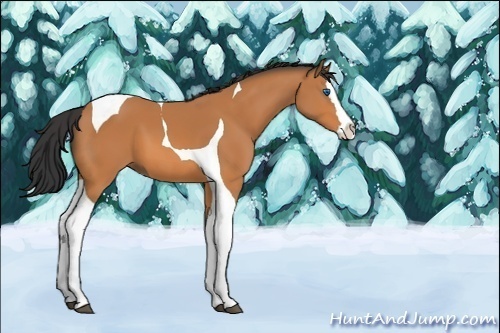 Horse Color:Unknown 