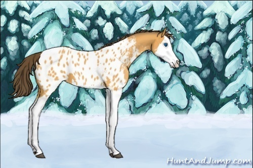 Horse Color:Unknown 
