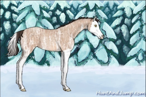 Horse Color:Unknown 