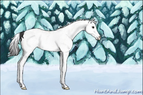 Horse Color:Unknown 